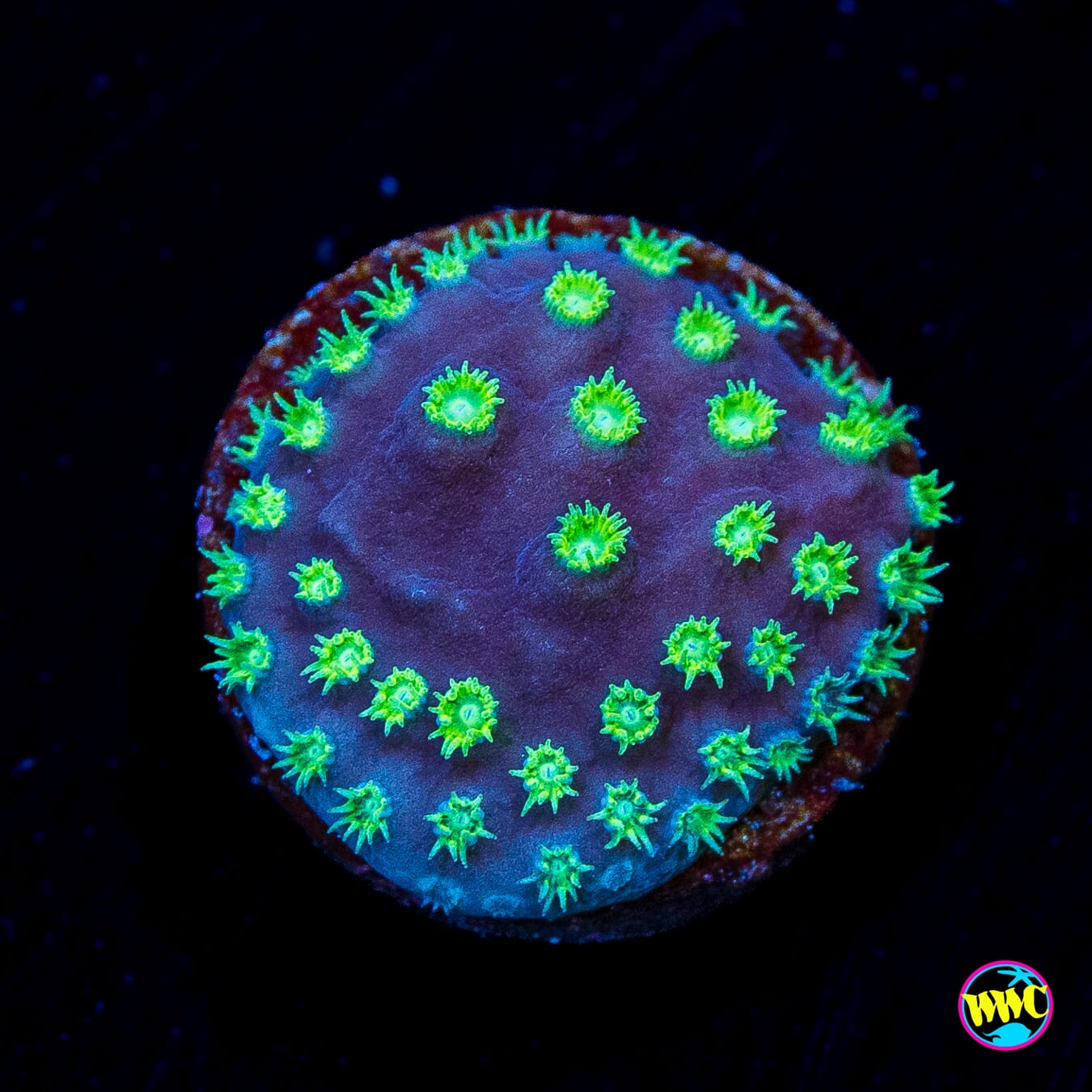 WWC Purple Scroll Turbinaria