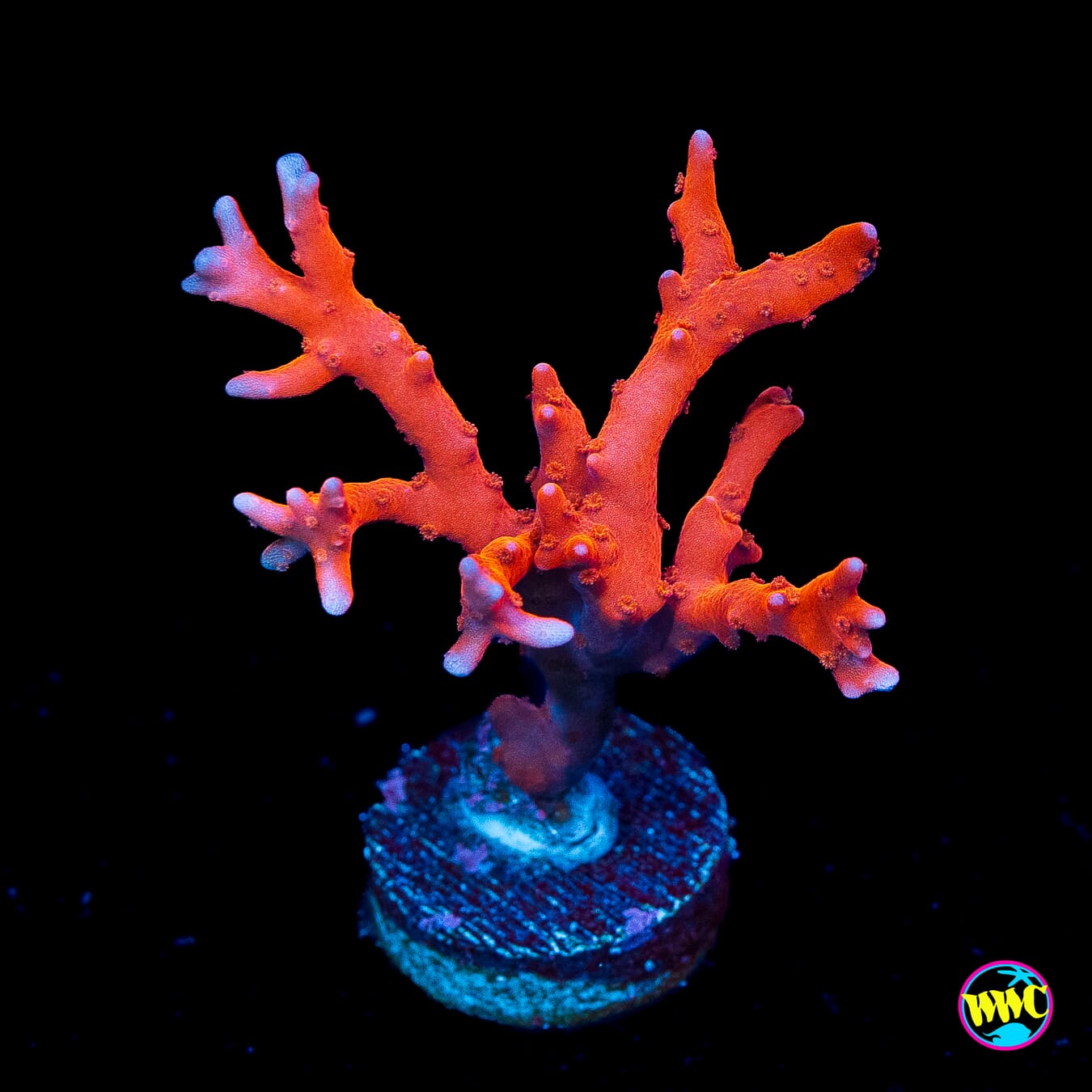 Jason Fox TNT Anacropora