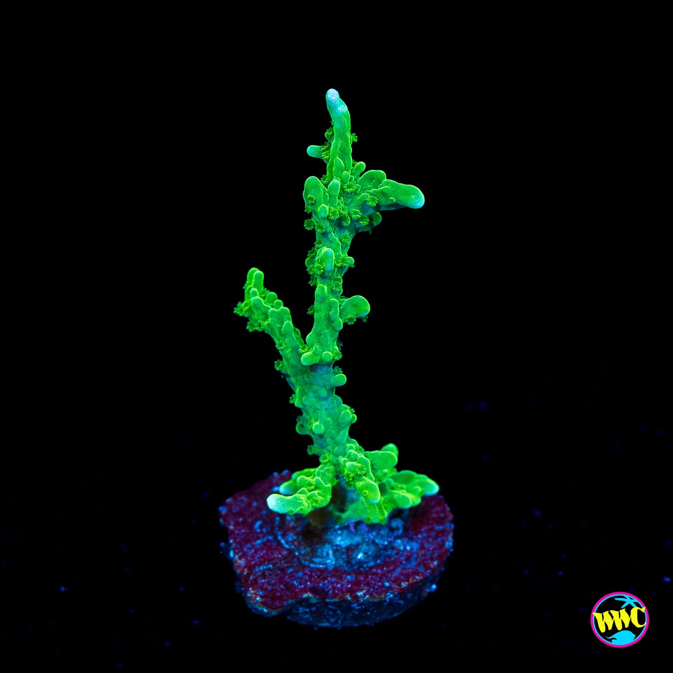 WWC Sour Apple Hirsuta Montipora