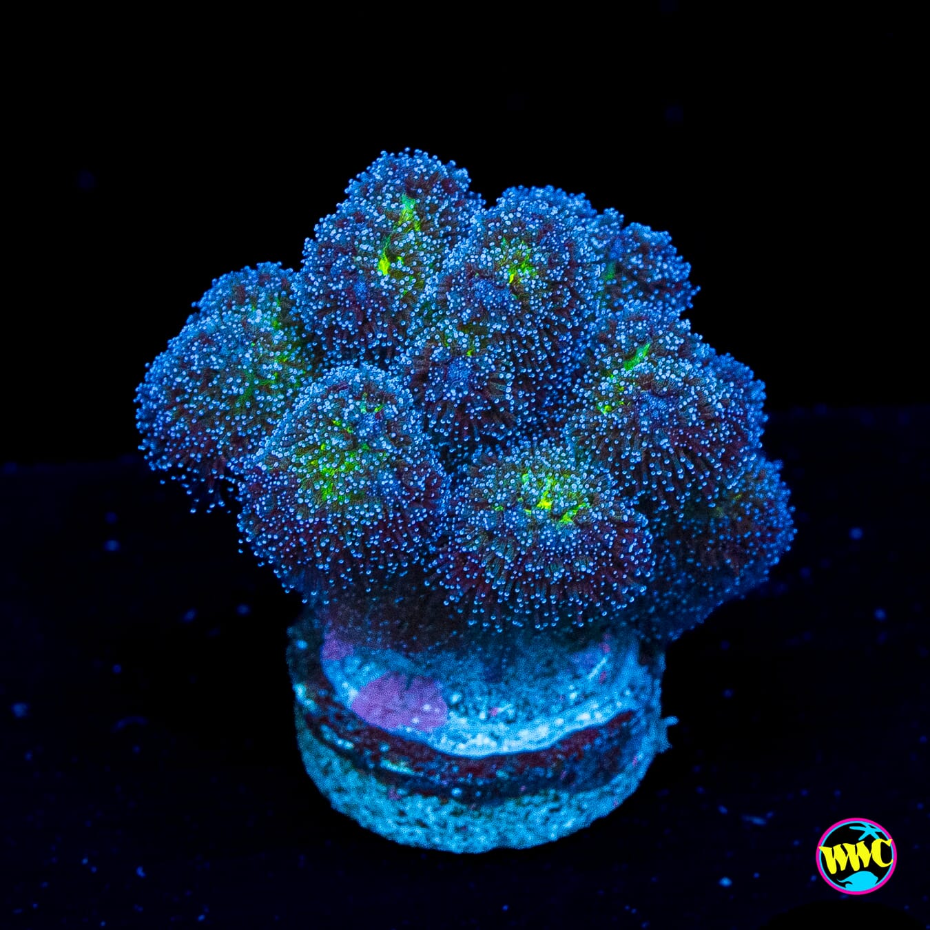 WWC Rainbow Pocillopora