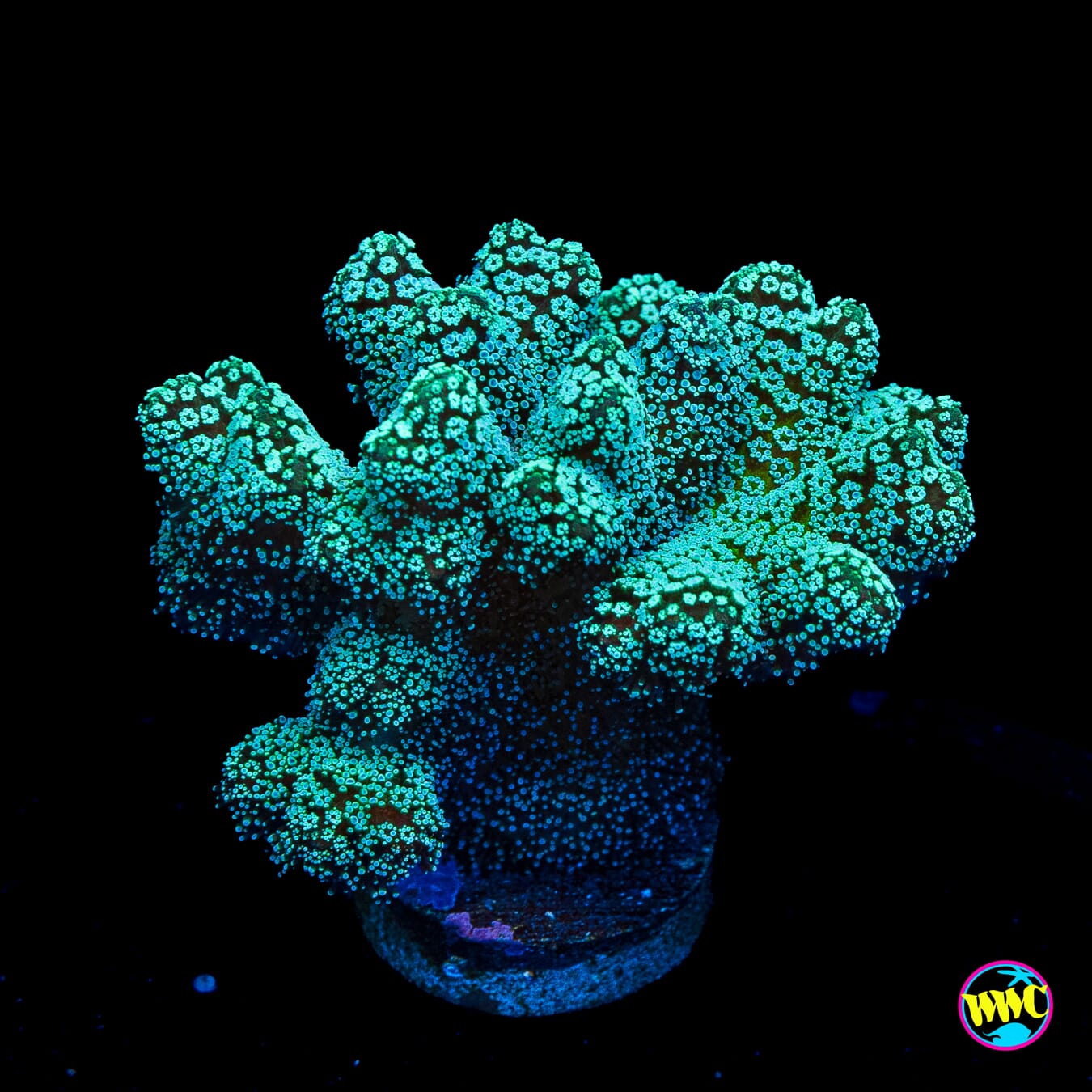 Jason Fox Enchanted Forest Birdsnest