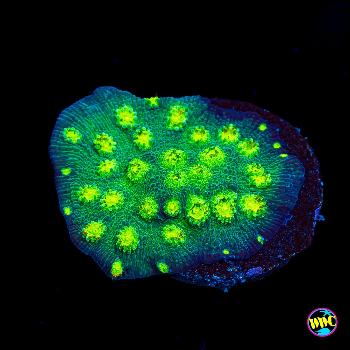 Tyree Fire Echino Chalice