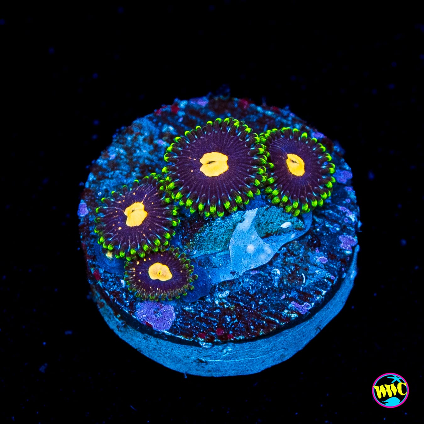 WWC Fortune Cookie Zoanthids
