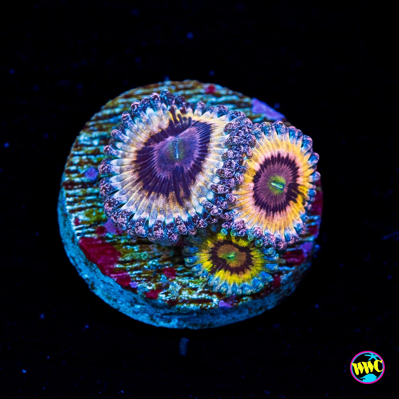 WWC Queen Stratosphere Zoanthids