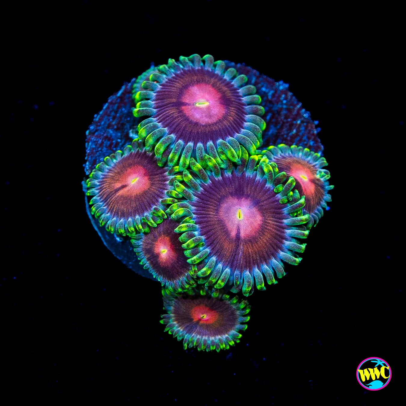 WWC Lucky Kentucky Zoanthids