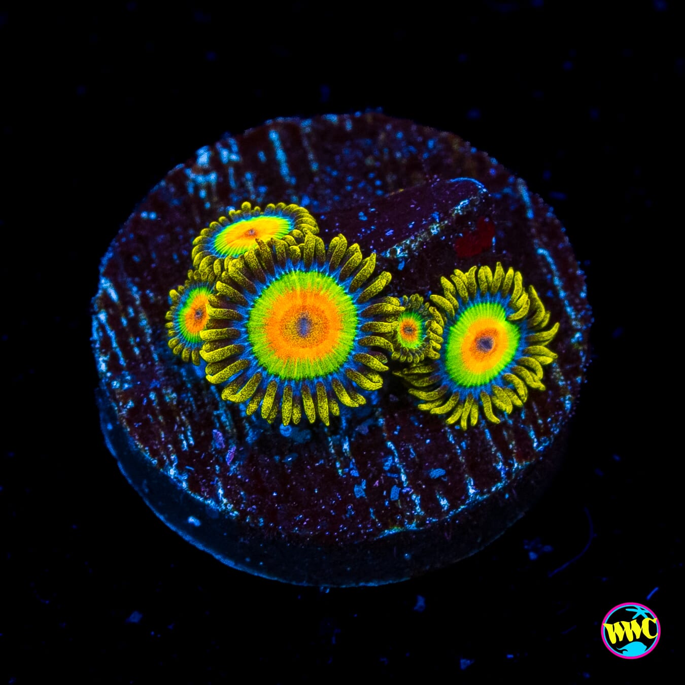 Rasta Zoanthids