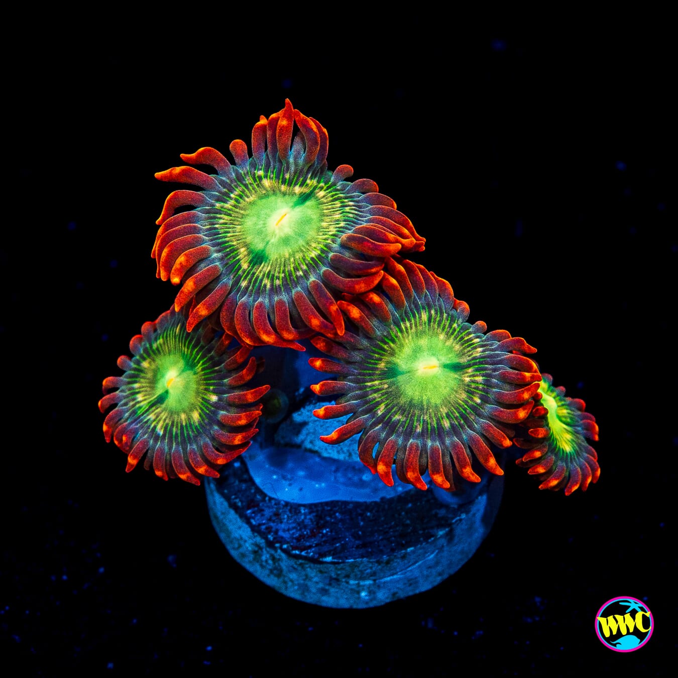 WWC Astral Shift Zoanthids