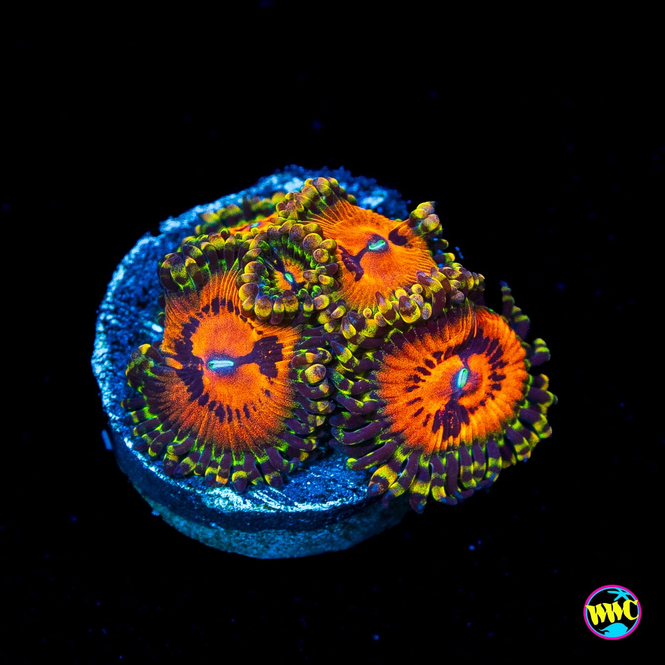 Bowtie Blaster Zoanthids