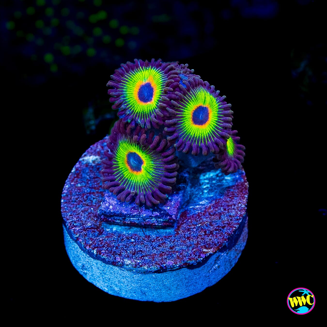 WWC Bob Marley Zoanthids