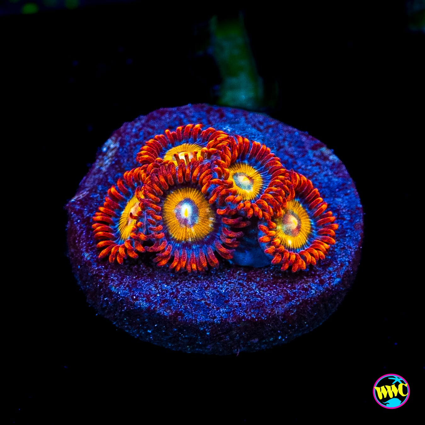 WWC Blondies Zoanthids