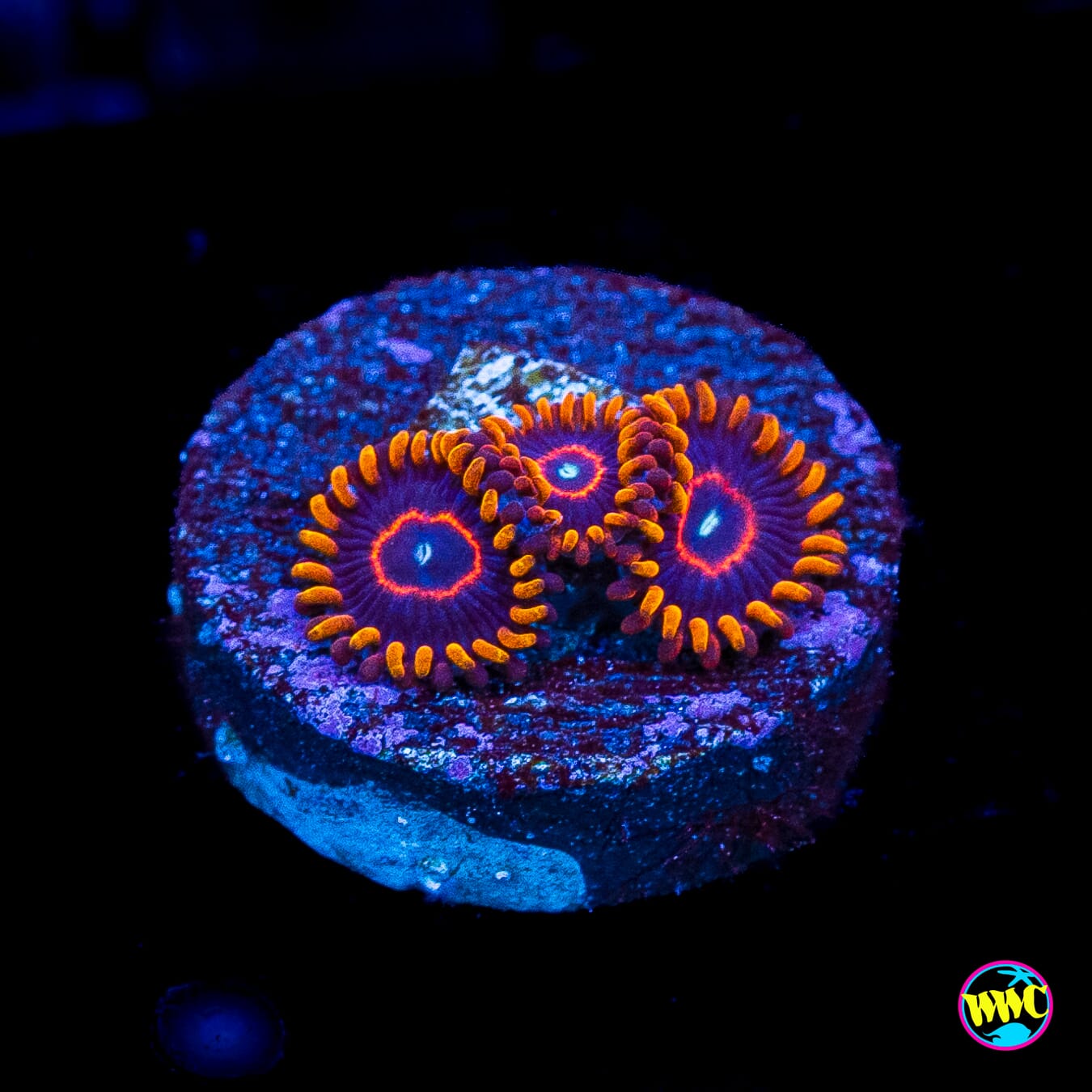 Red Hornet Zoanthids