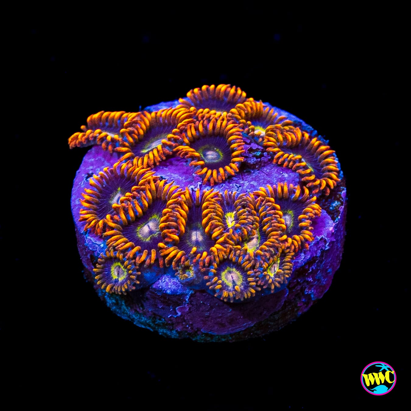 Rainbow Hornet Zoanthids