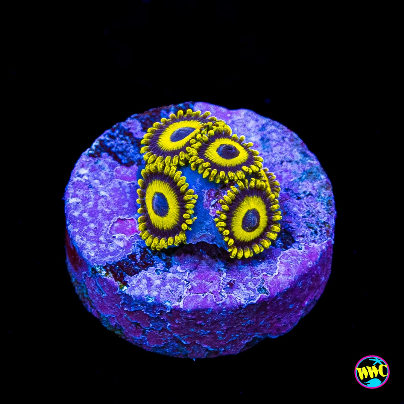 LA Lakerz Zoanthids
