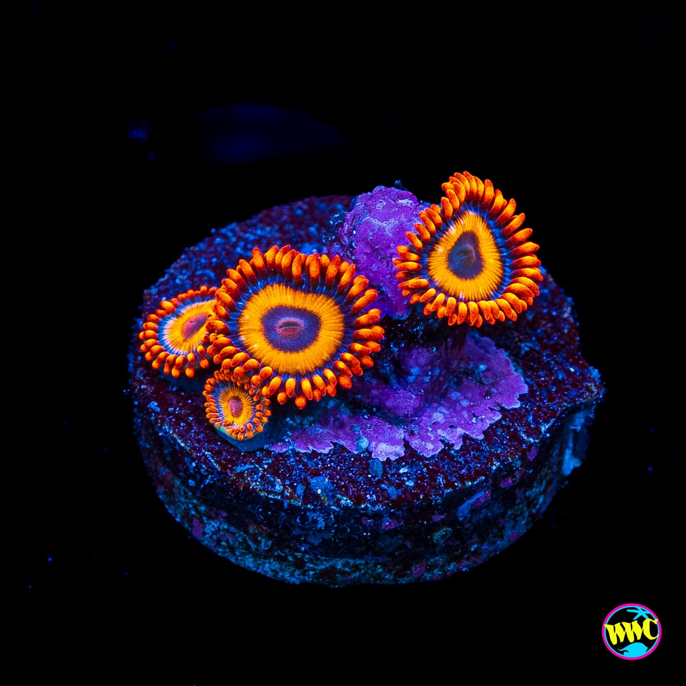 Oxide Zoanthids
