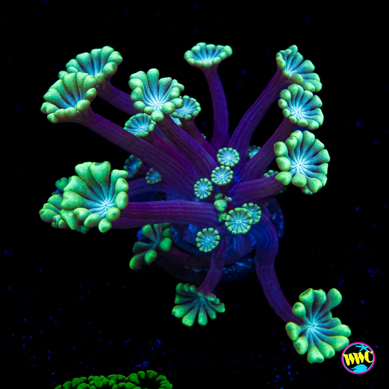 Spearmint Alveopora