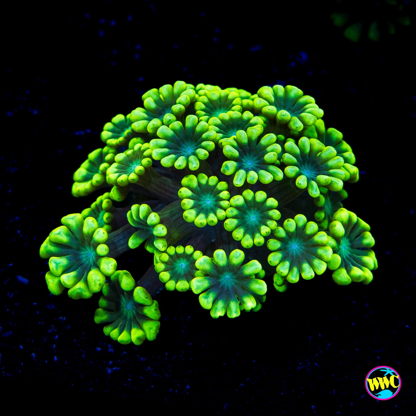 WWC Flippin Lime Alveopora