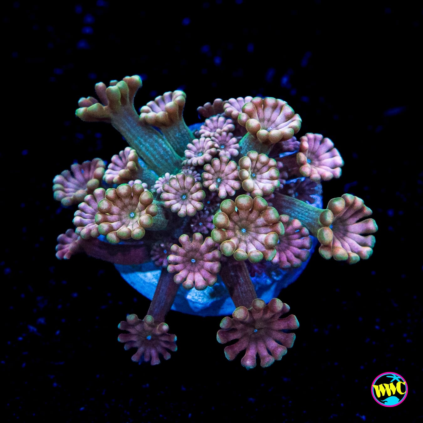 WWC Pinkerton Alveopora
