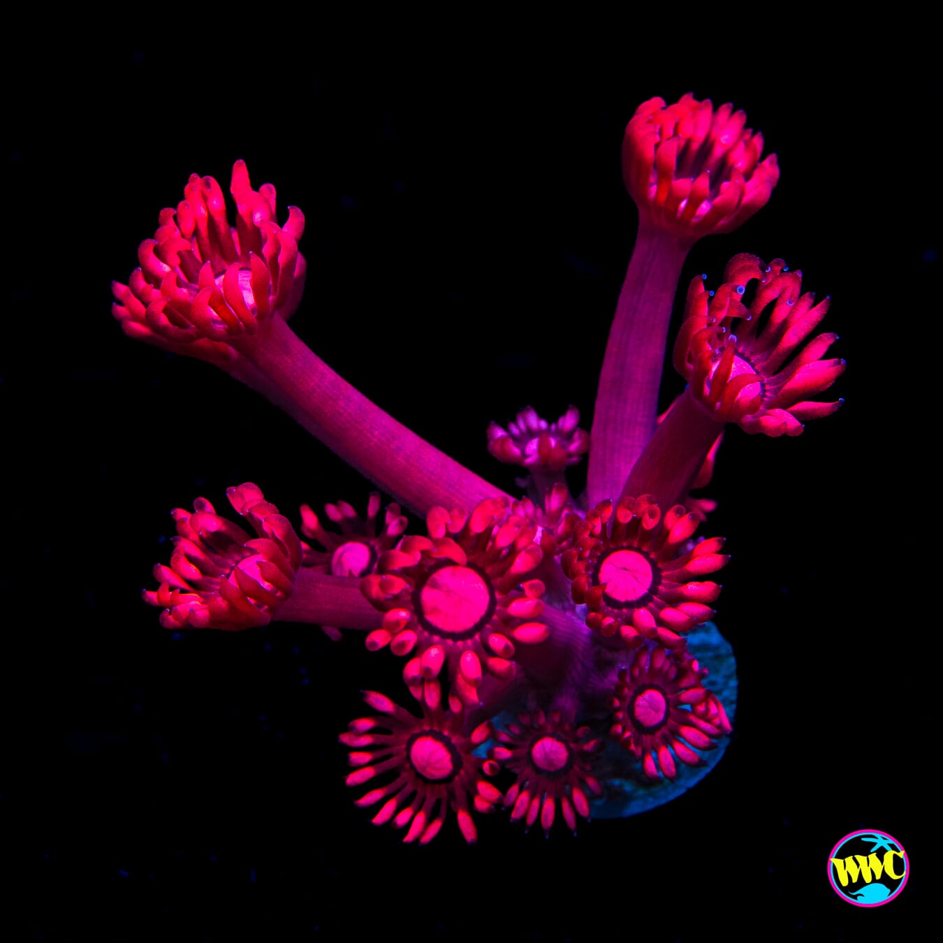 Pink Lotus Goniopora