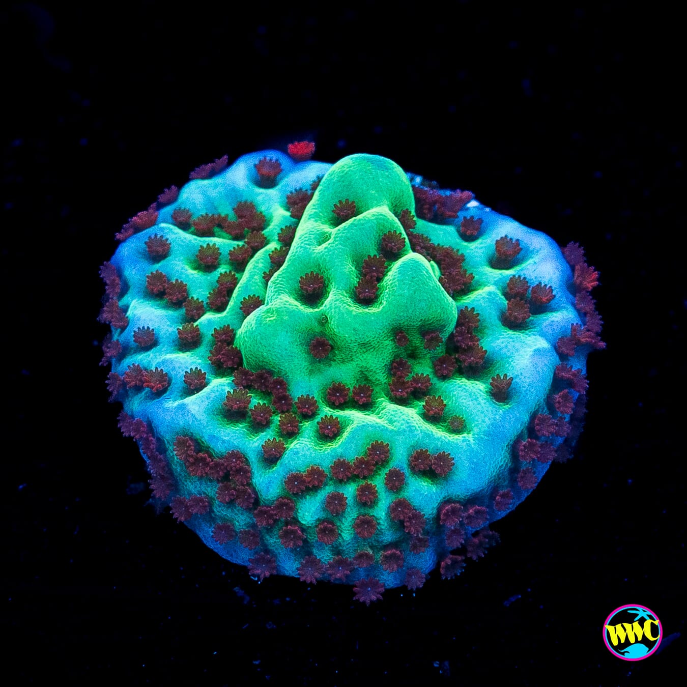 Jedi Mind Trick Montipora
