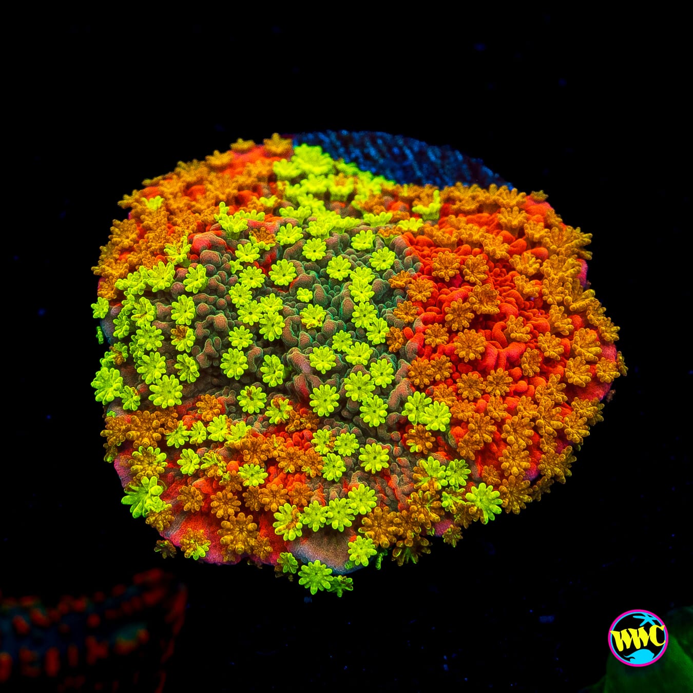 WWC Sunfire Grafted Cap Montipora