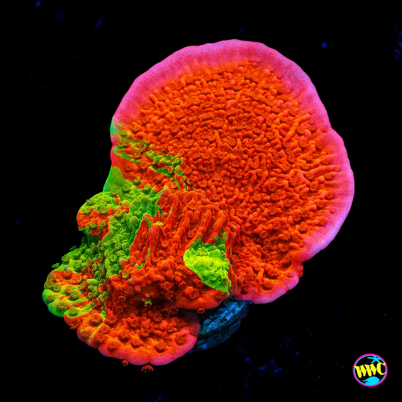 WWC Triple Threat Grafted Montipora