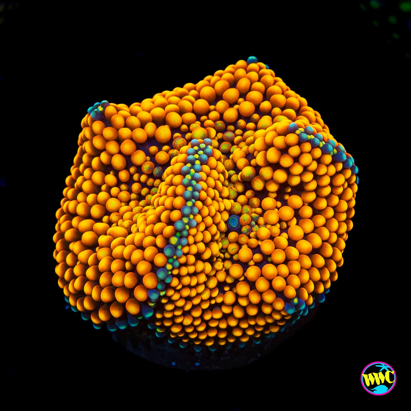 Tangerine Bliss Ricordea Mushroom