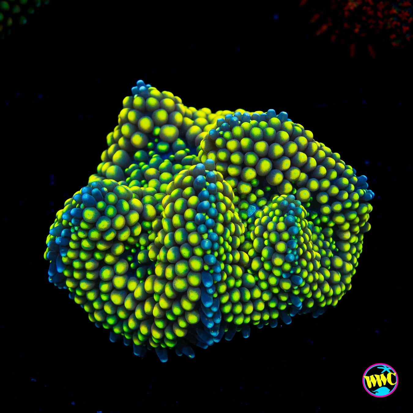 Lemon Blaster Ricordea Mushroom