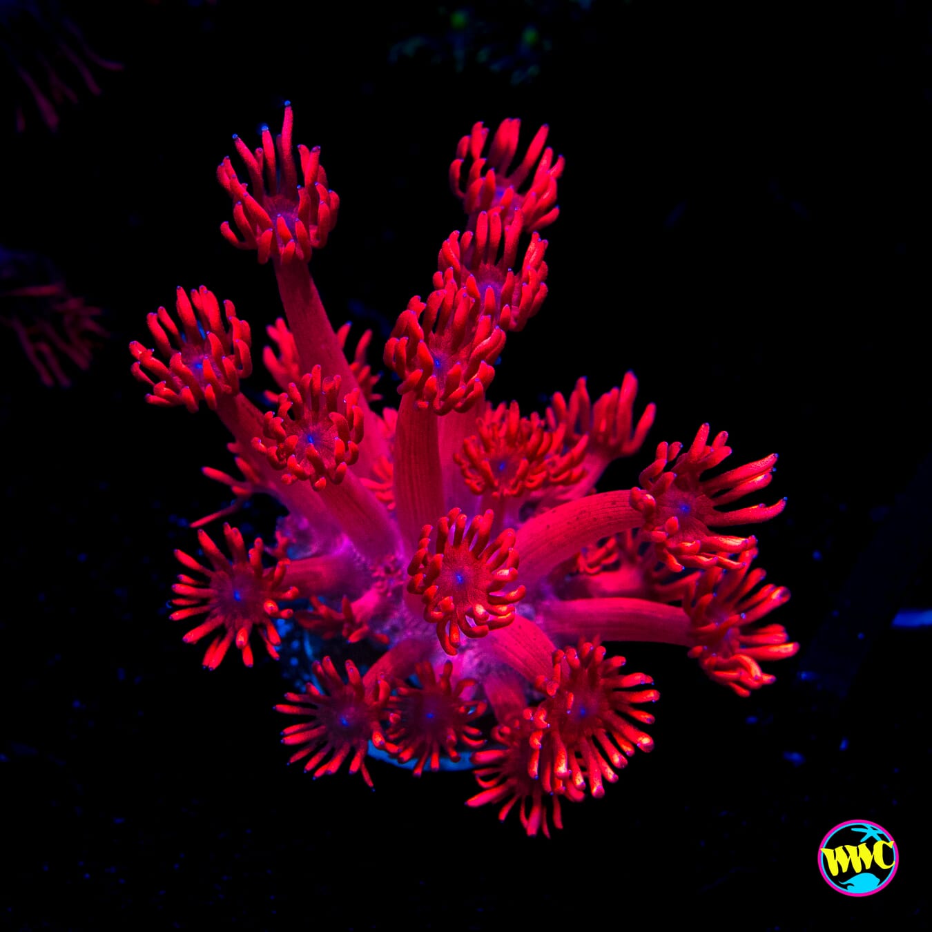 Ruby Red Goniopora