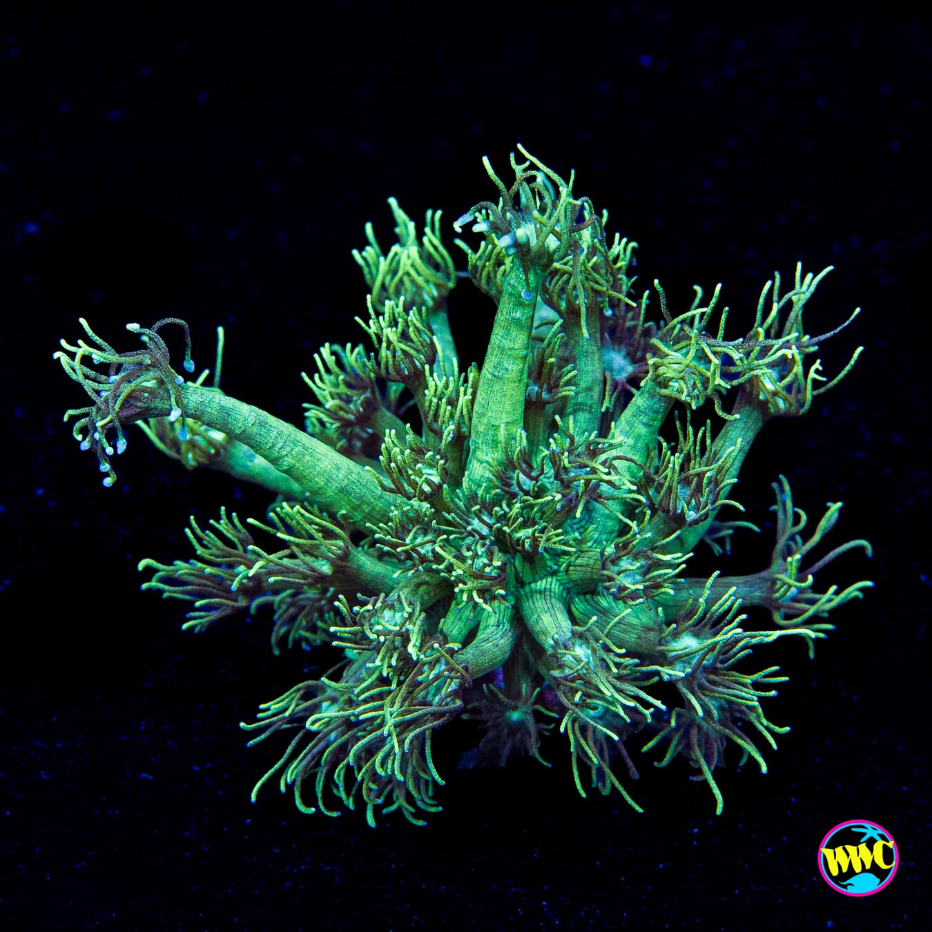 Ghoul Fingers Goniopora
