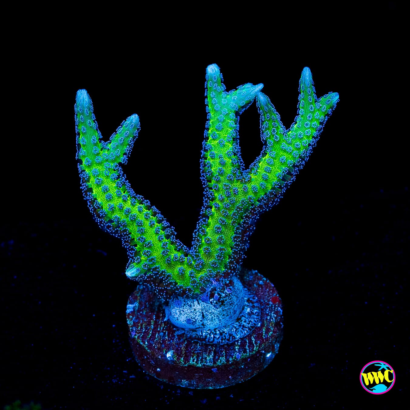 WWC Purple Polyp Birdsnest