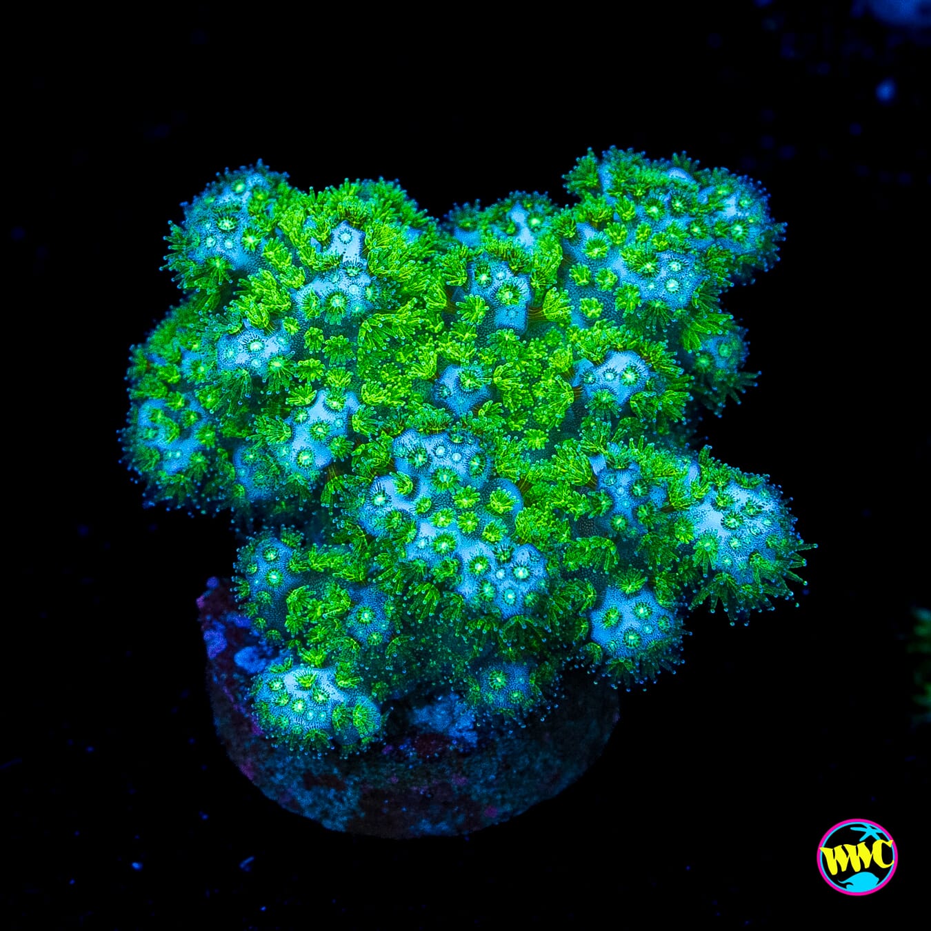 WWC Fallout Pocillopora