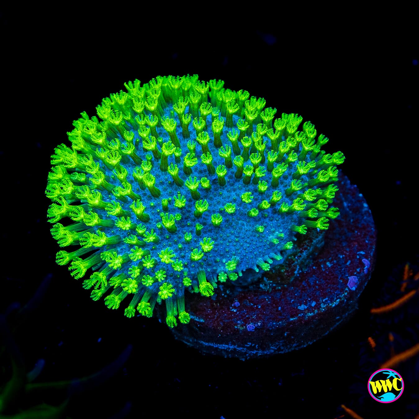 WWC Neon Polyp Toadstool Leather