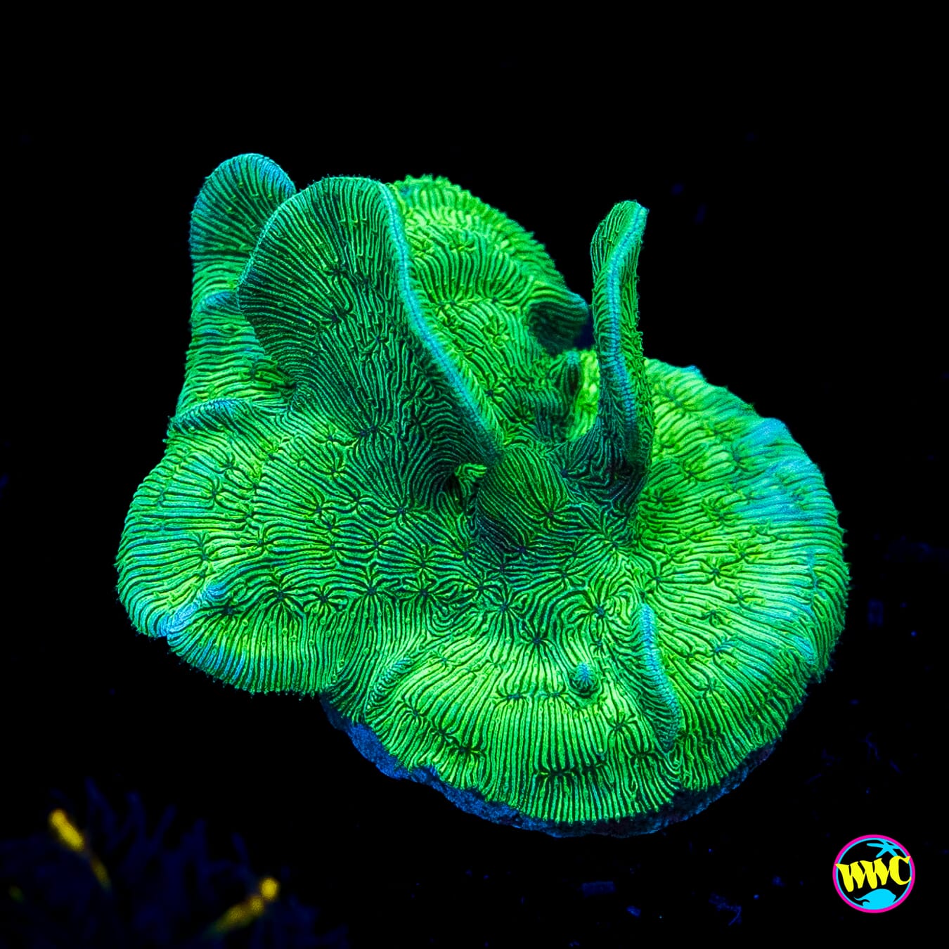 WWC Cactus Pavona