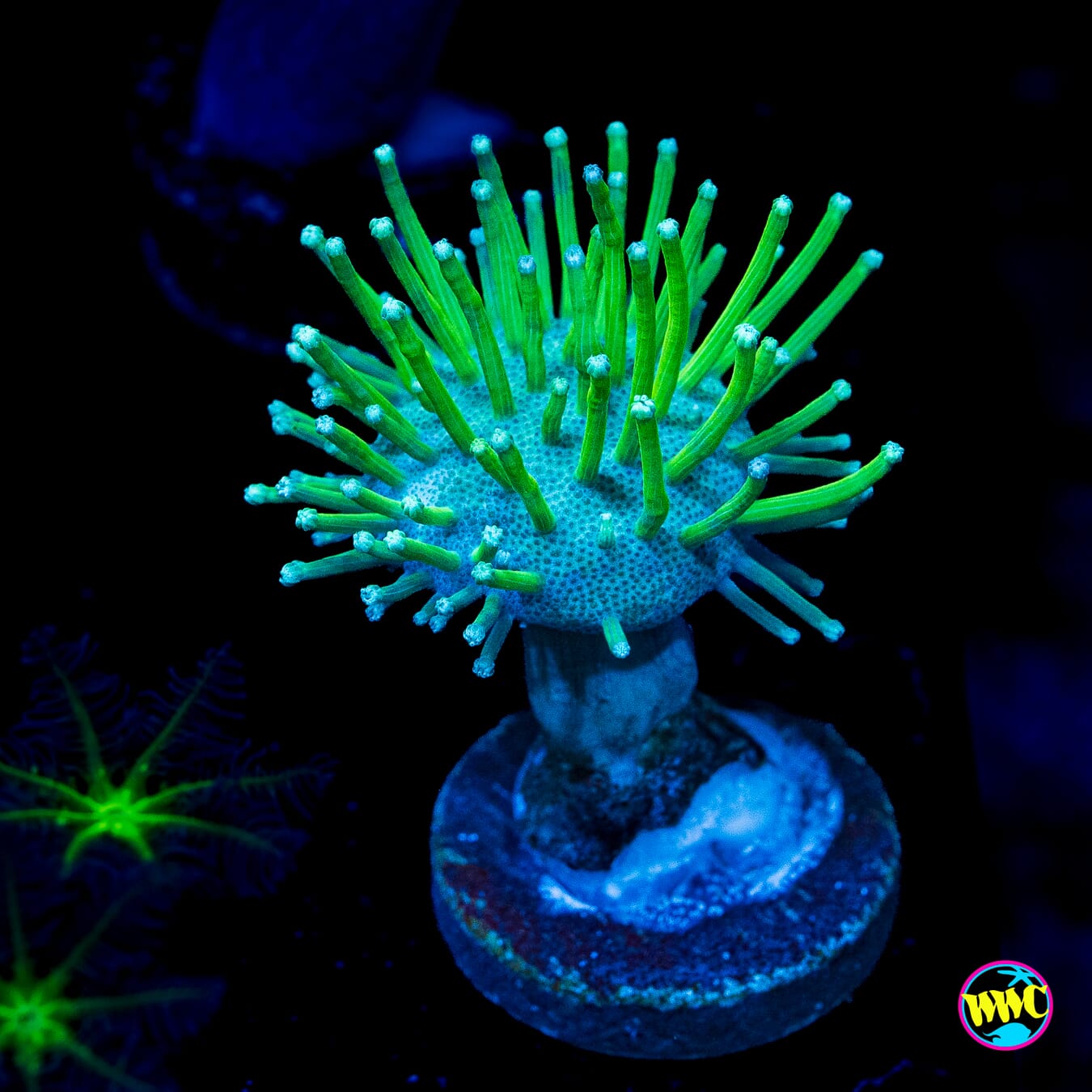 WWC Long Polyp Toadstool Leather