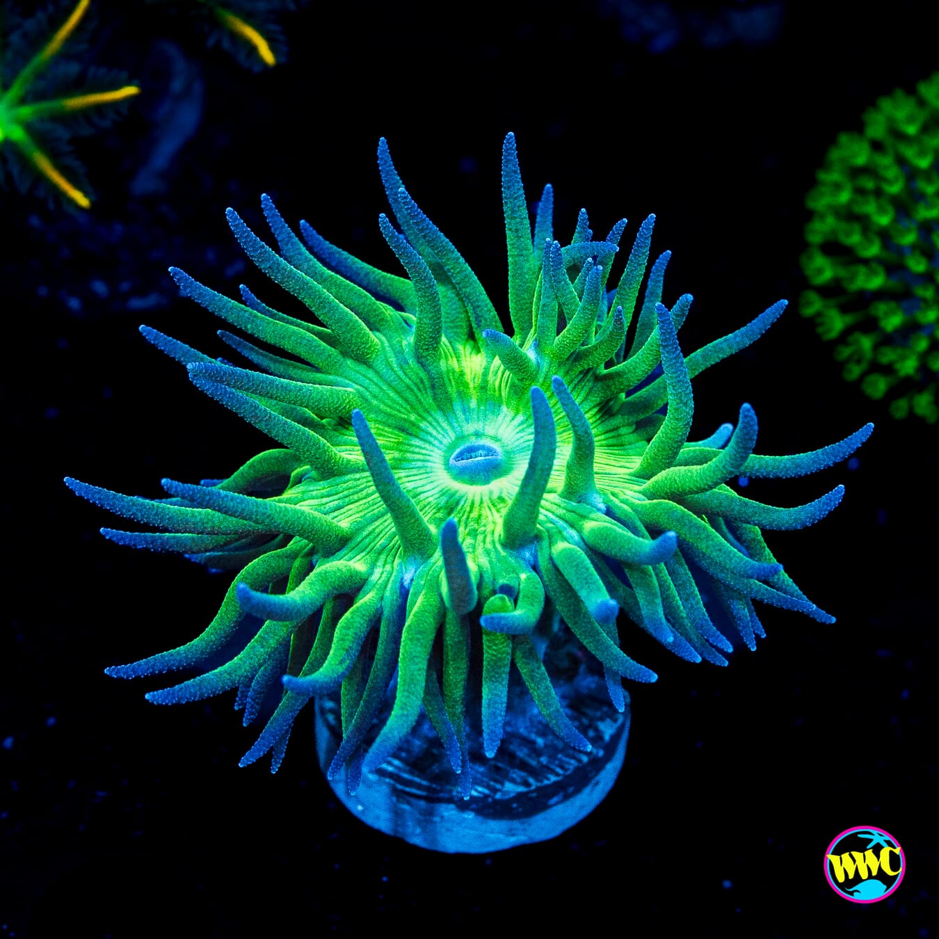 Lavender Tipped Duncan