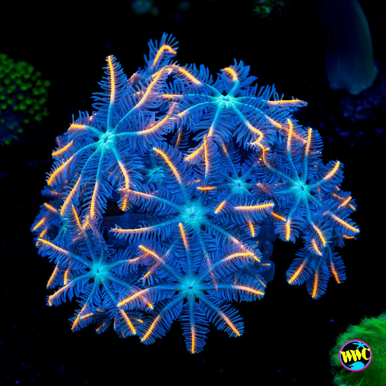 WWC Florida Squeeze Clove Polyps