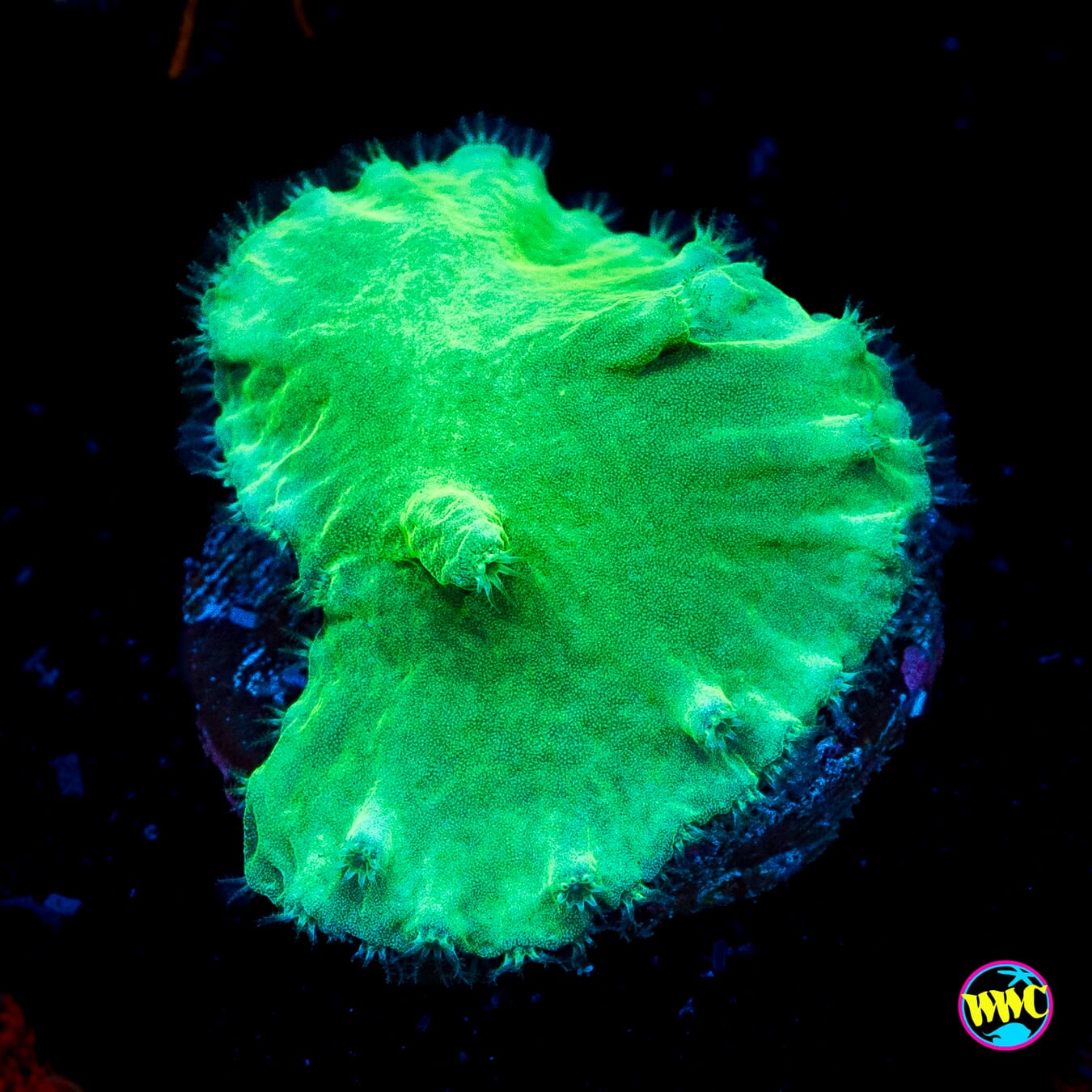 WWC Cabbage Leather