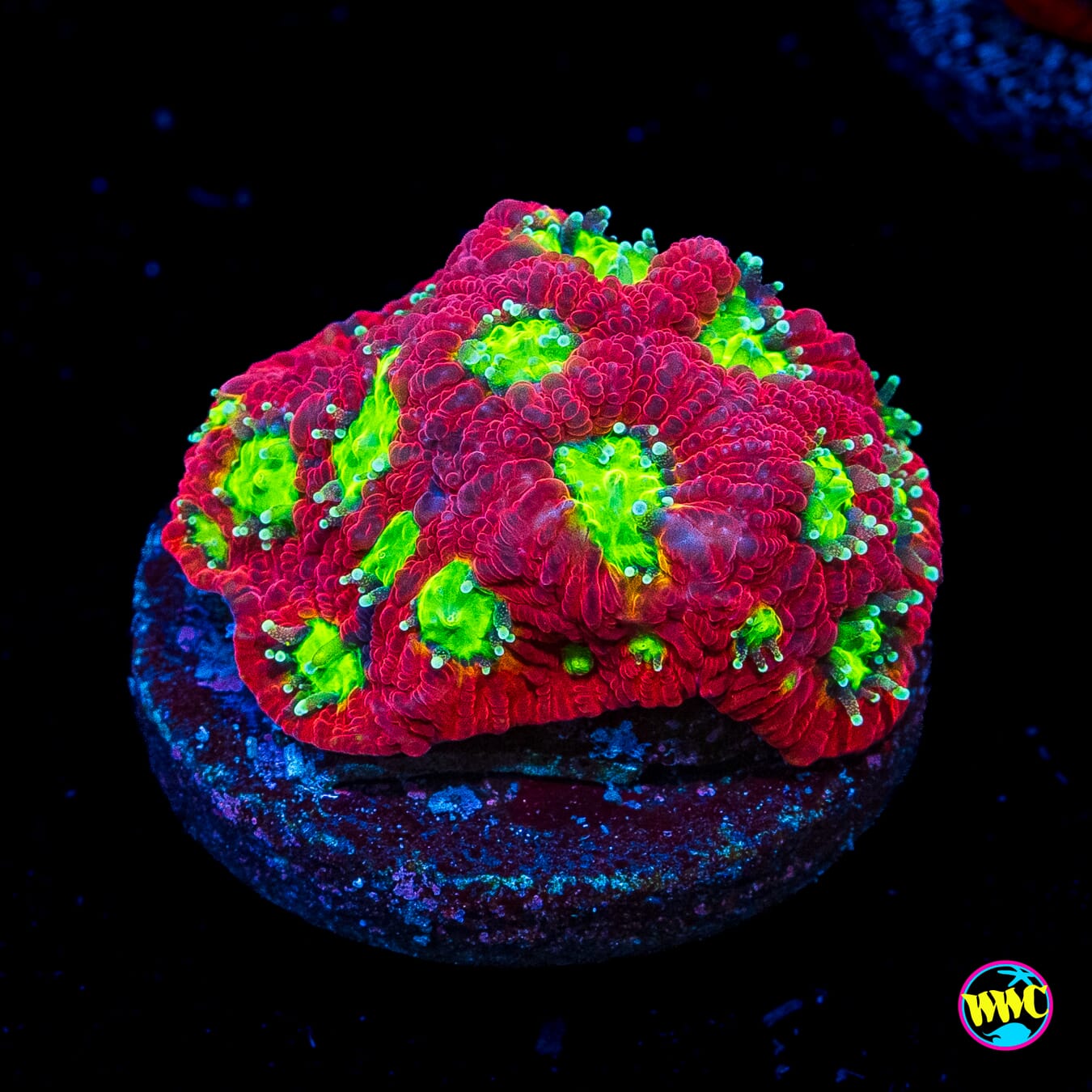 WWC Jolly Rancher Favites