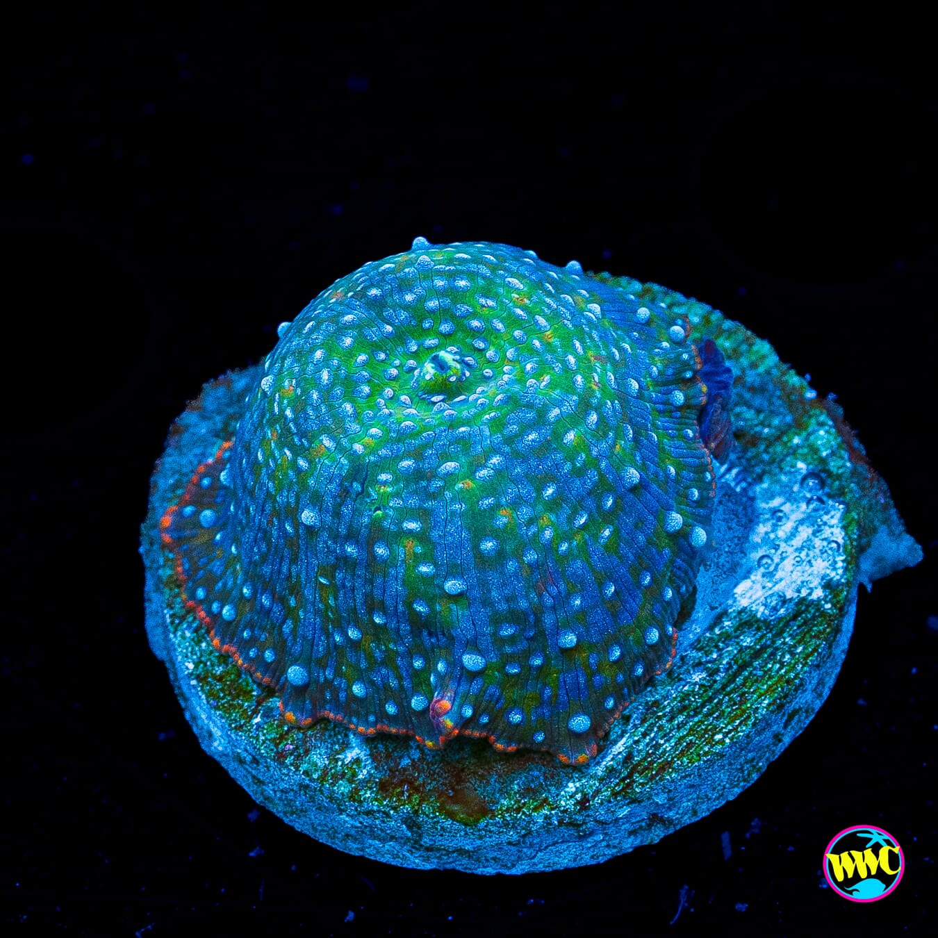 Falling Iguana Disco Mushroom