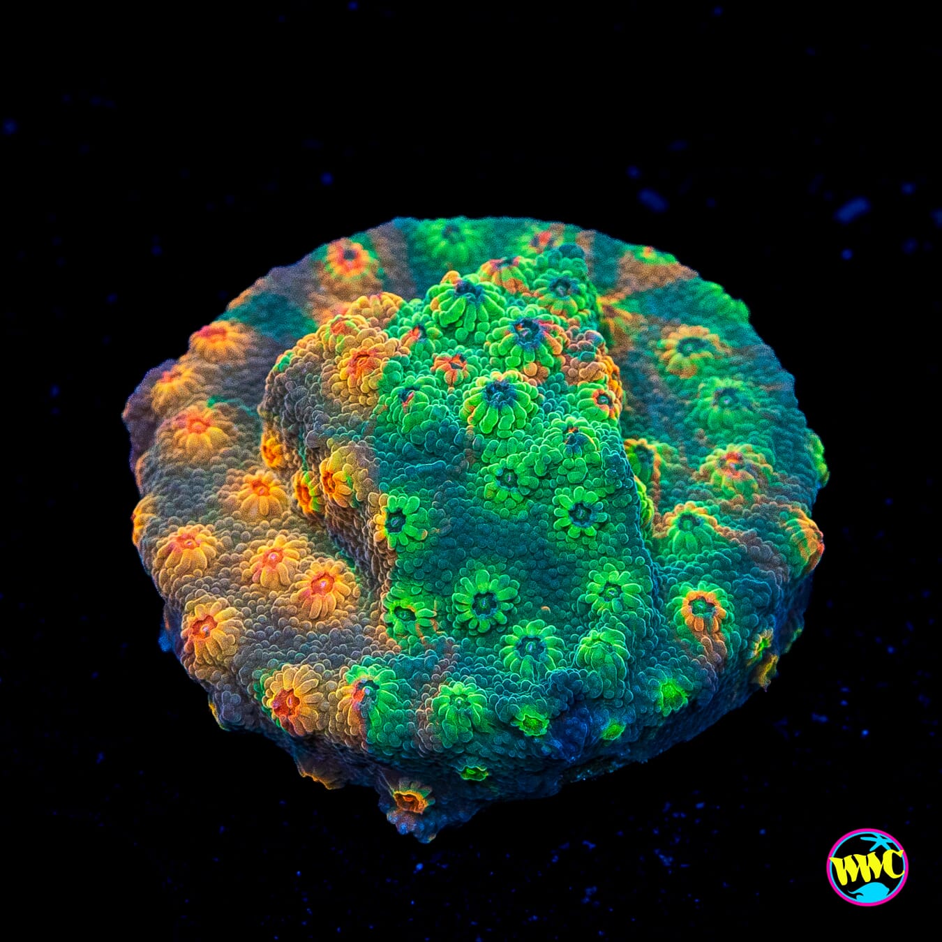 WWC Tutti Fruiti Grafted Cyphastrea