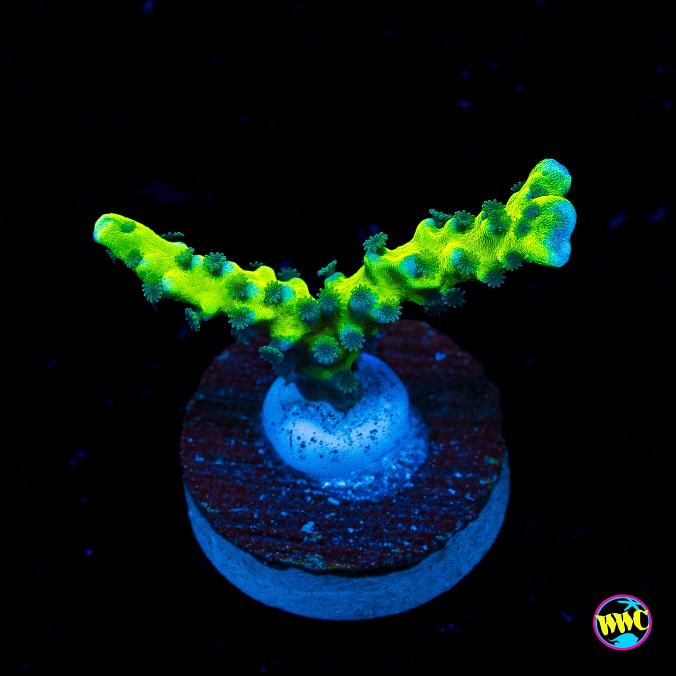 WWC Banana Hammock Anacropora