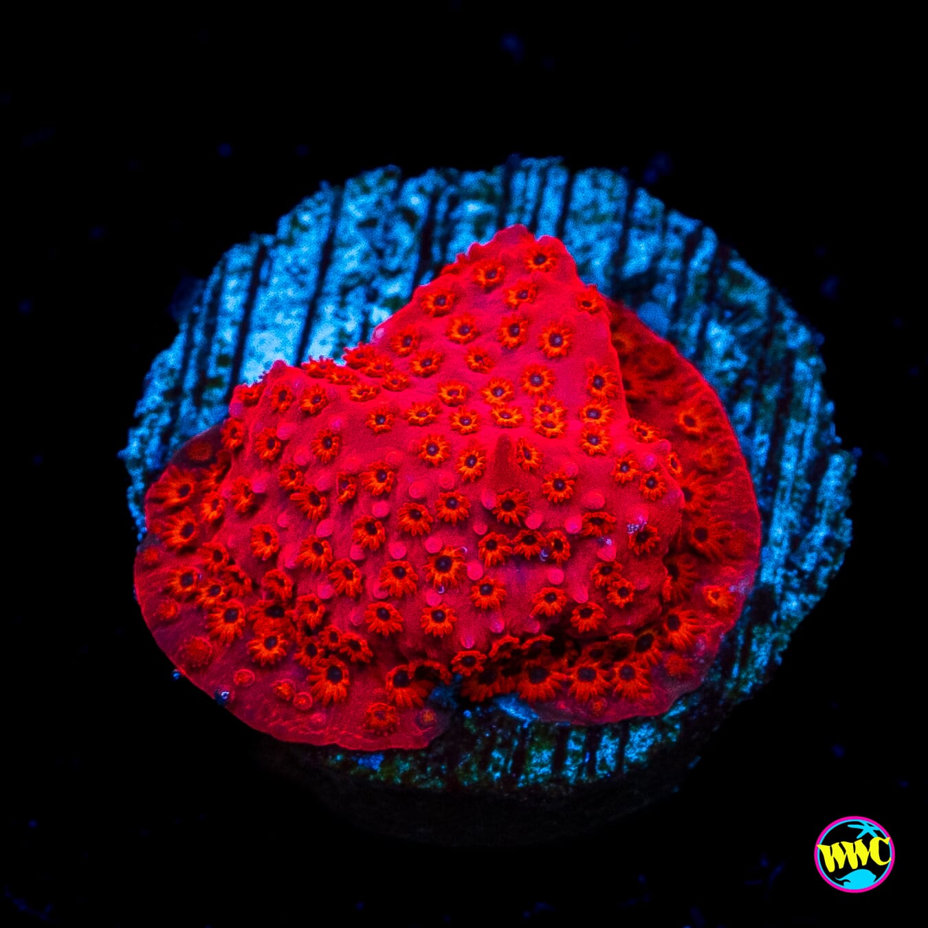WWC Firecracker Stylocoeniella