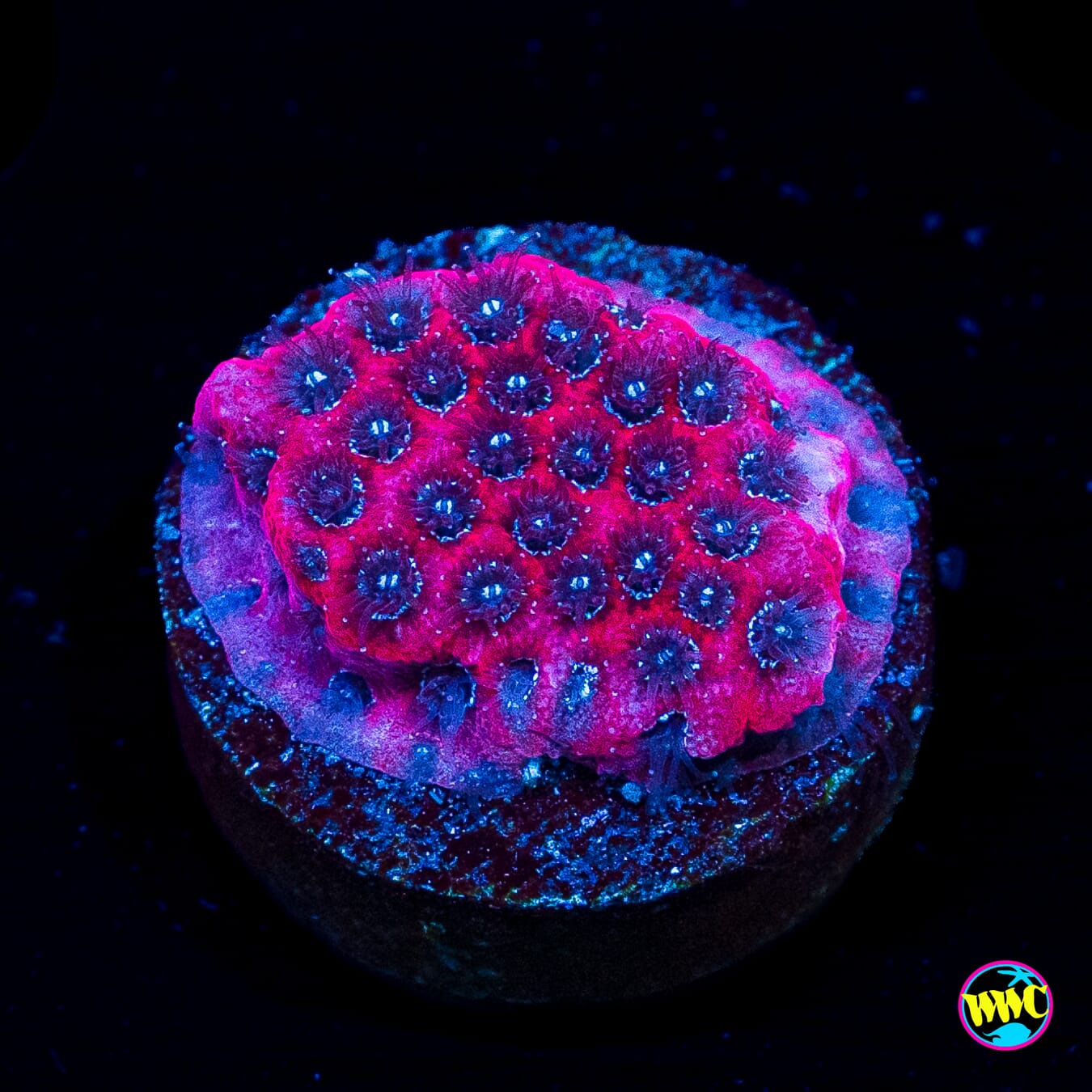 WWC Darth Maul Porites