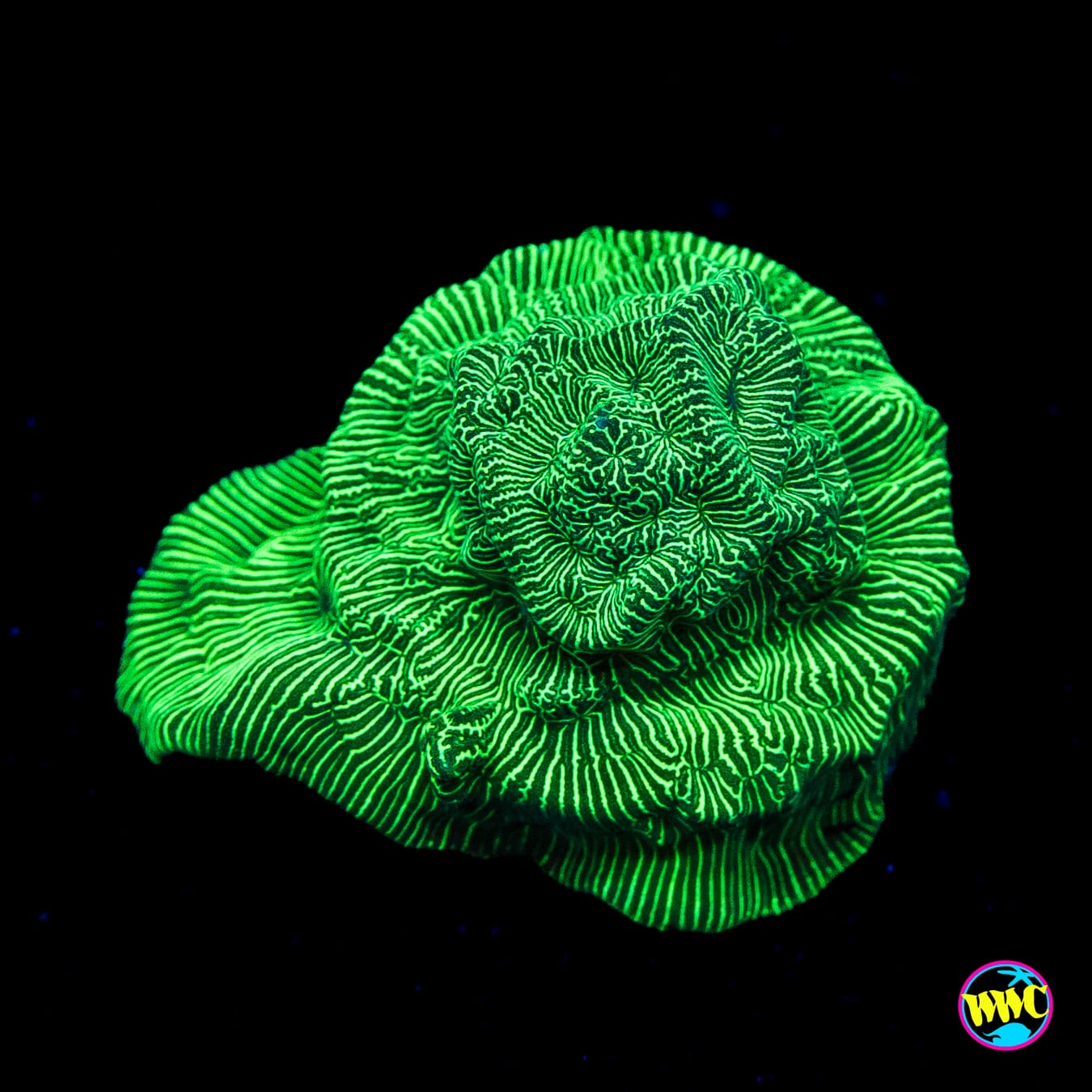 WWC Hulk Leptoseris