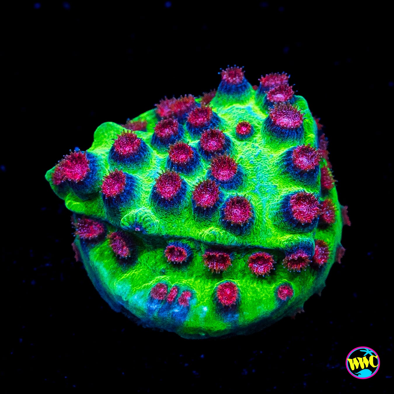 Jason Fox Alien Pox Cyphastrea