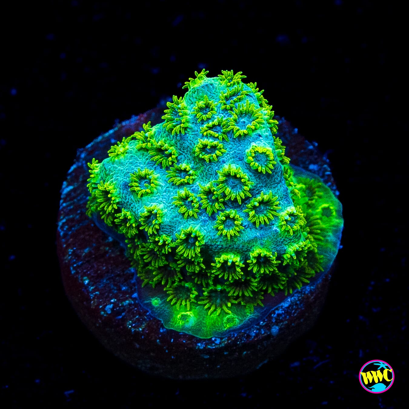 WWC Leafy Greens Cyphastrea