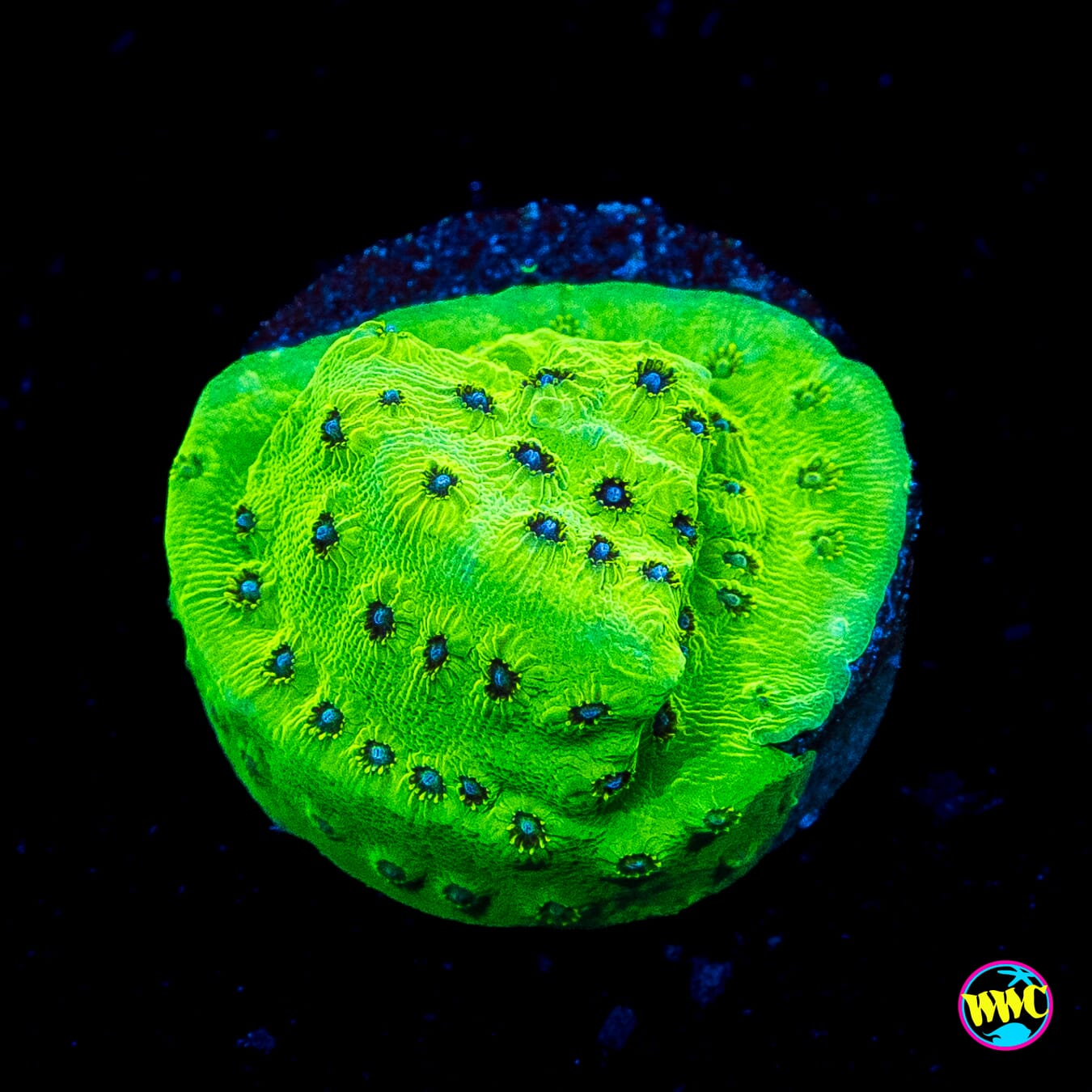 WWC Leapfrog Cyphastrea