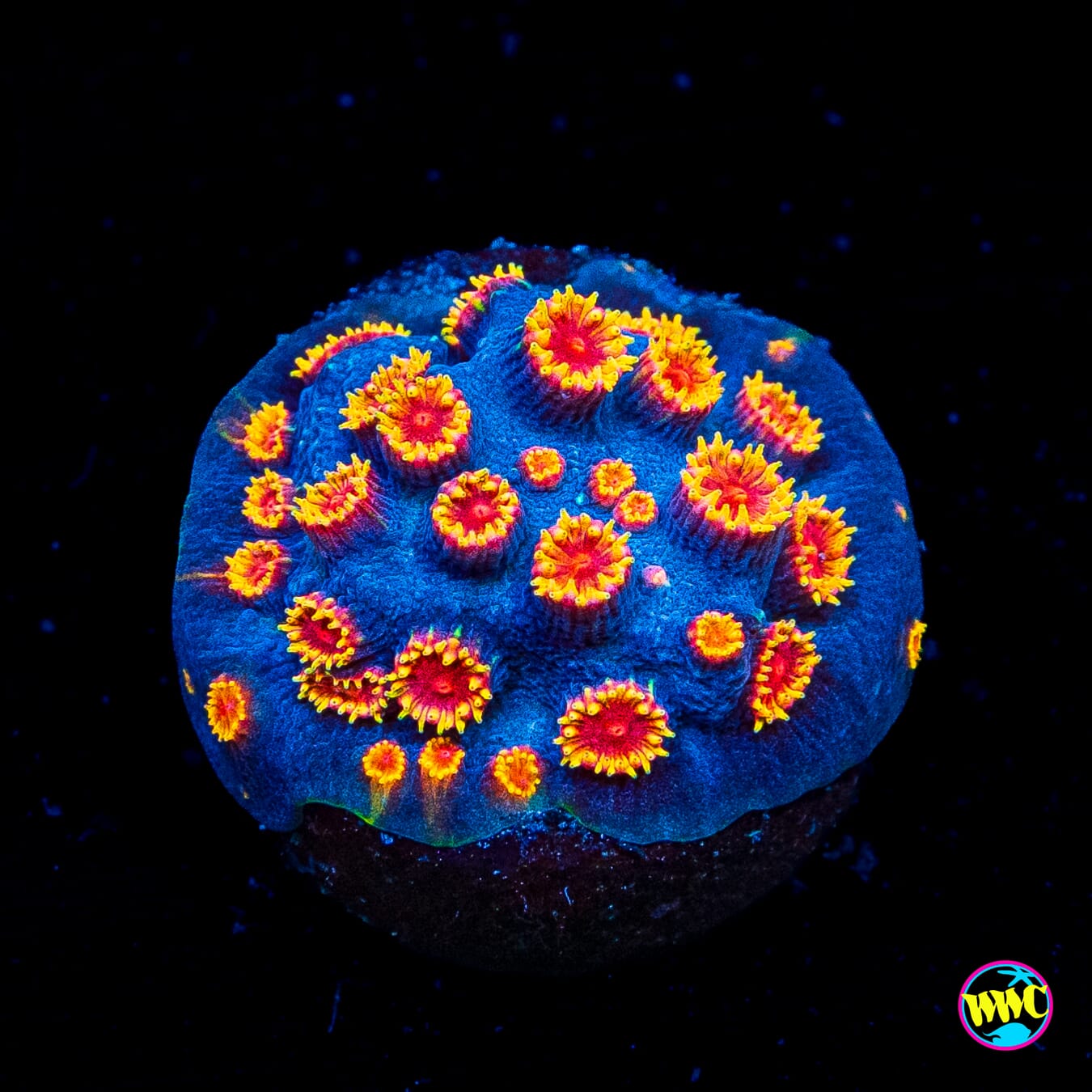 WWC Bizarro Cyphastrea