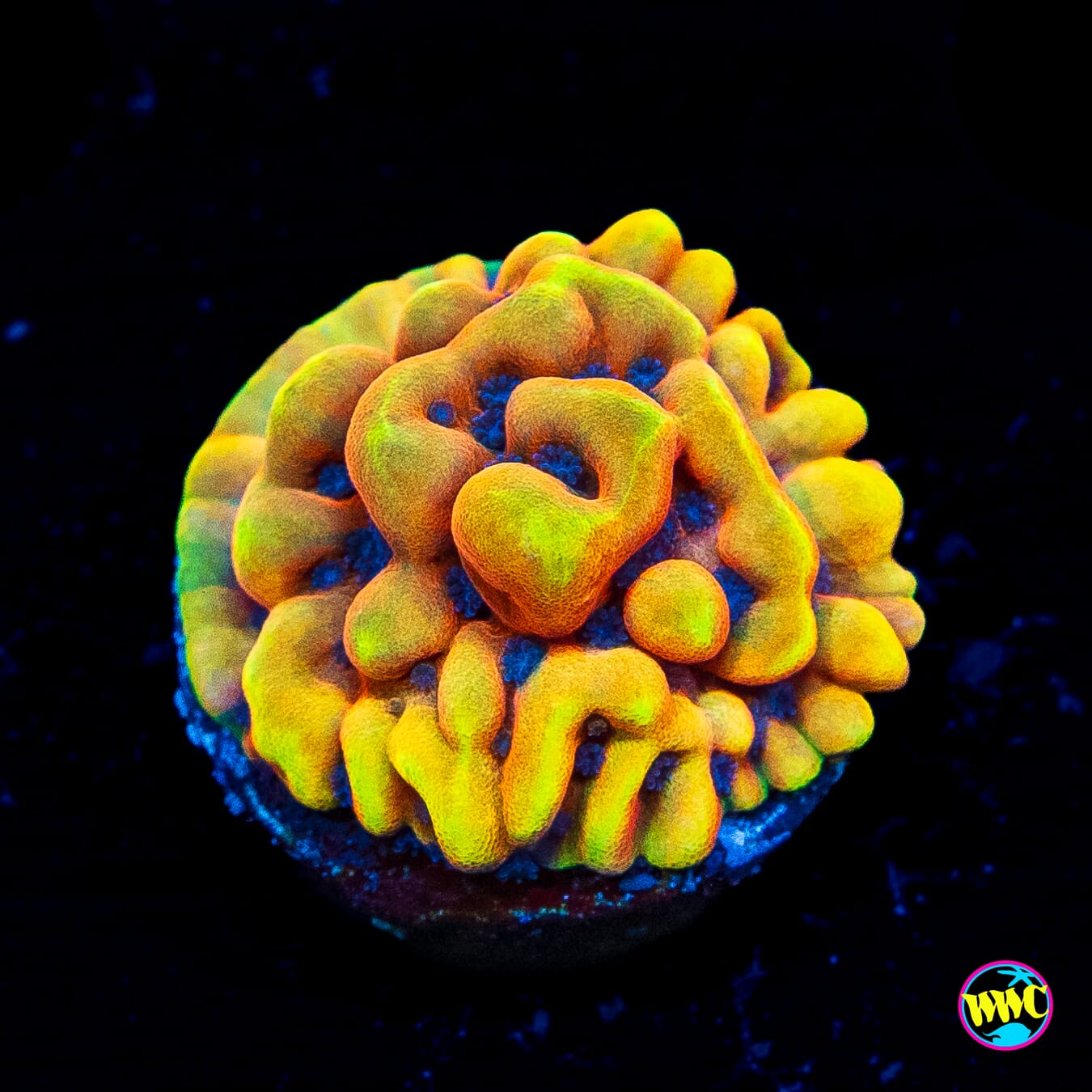 RR Crazy T Montipora