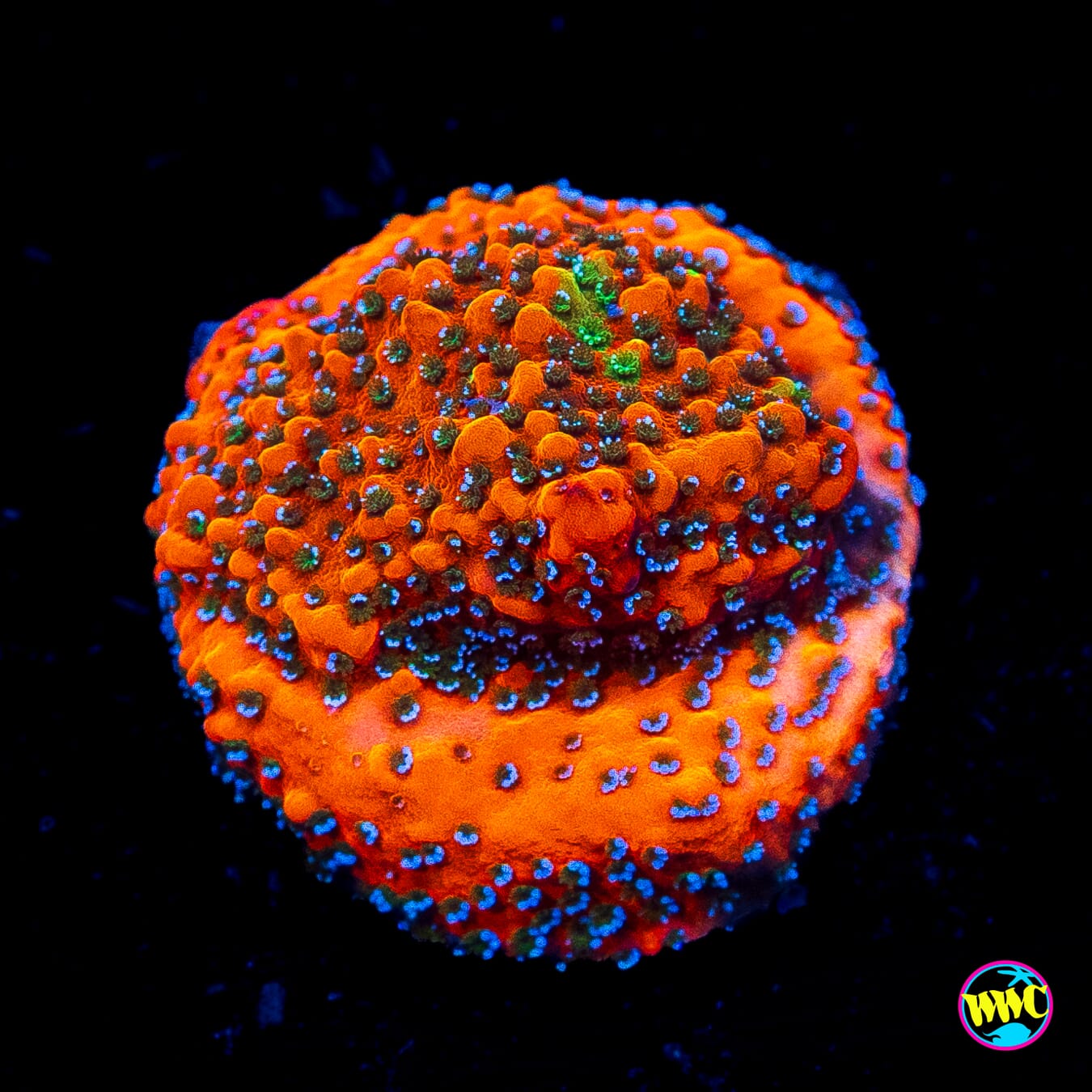 WWC Grafted Megachrome Montipora